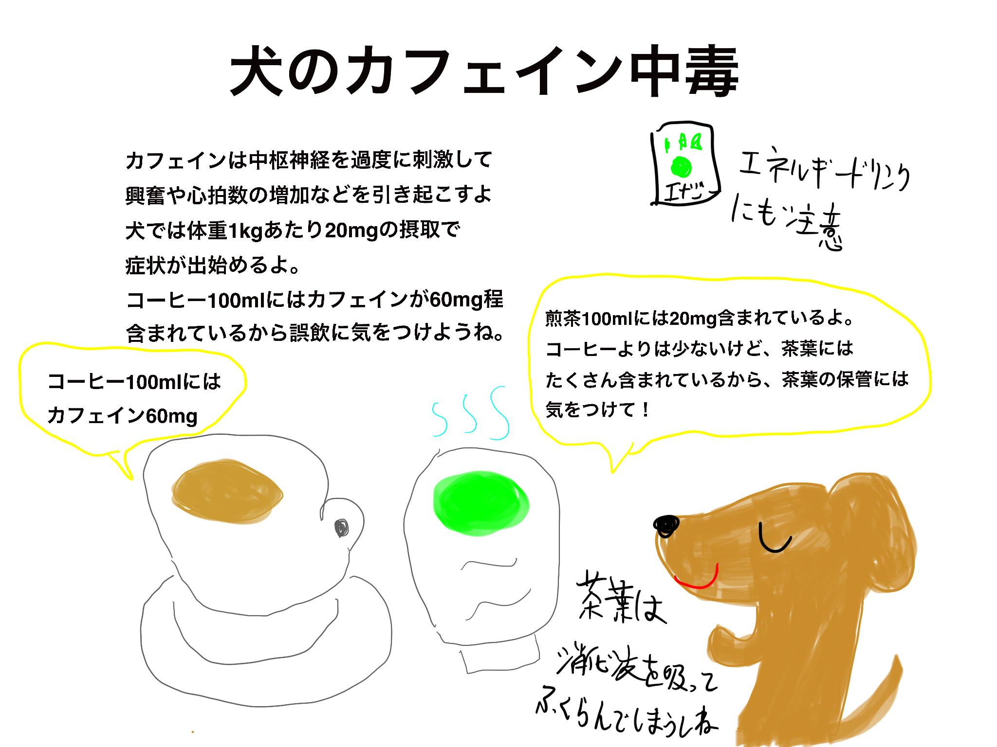 カフェインは犬に中毒を起こします。チョコレートに含まれるテオブロミンよりも早く吸収され，中枢神経を興奮させ落ち着きがなくなったり，高体温，頻脈などがみられるようになります。